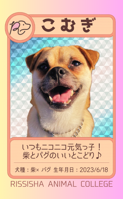 さぎ