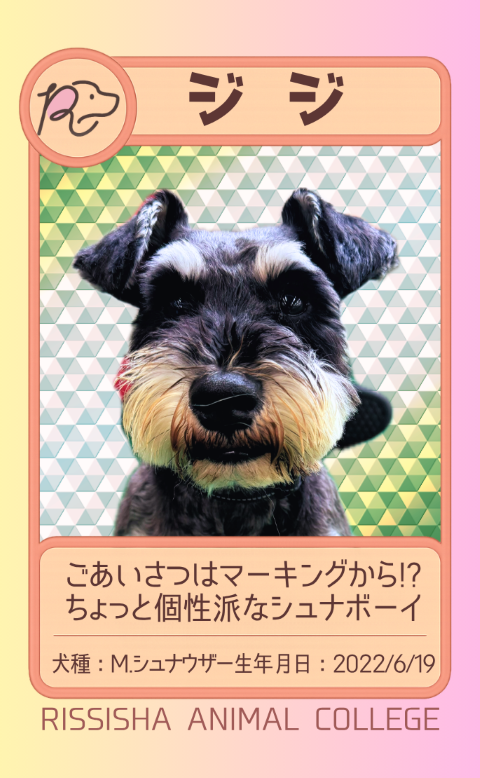 ジジ