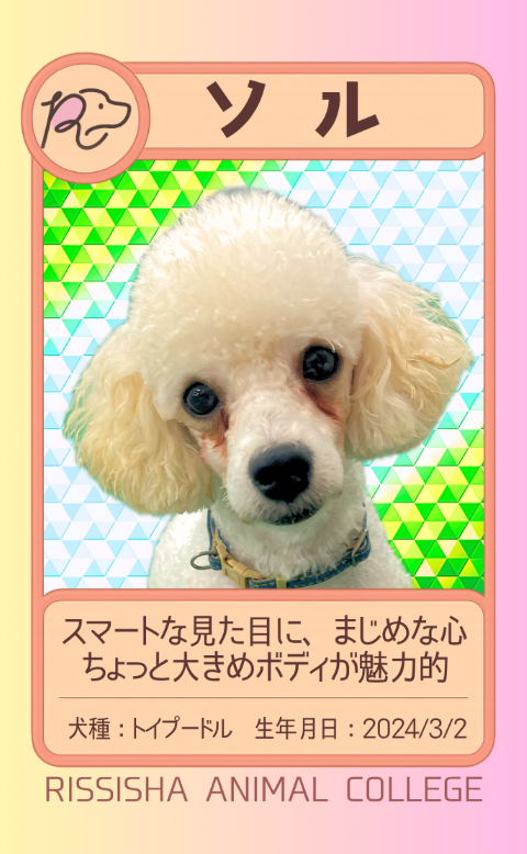 ソル