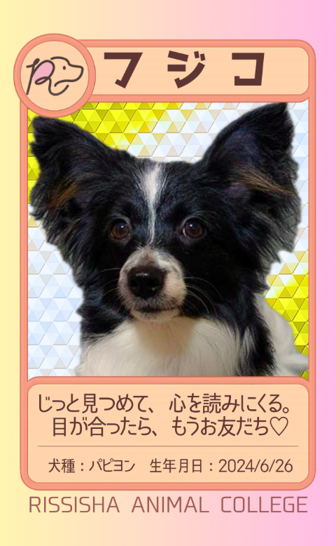 しじこ