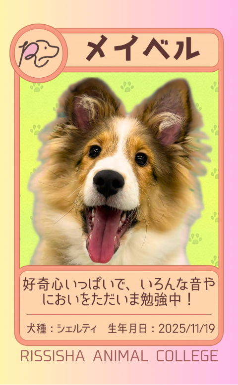 メイベル